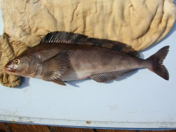 Морской ёрш Охотское море