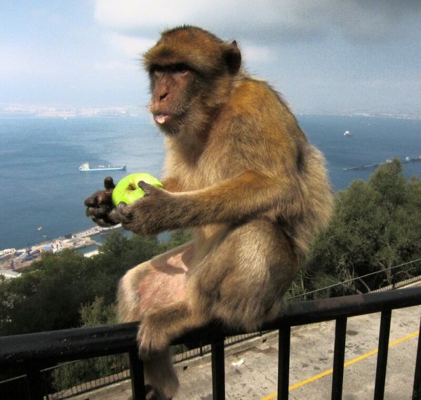 Обезьяна на фоне моря