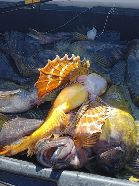 Глубоководные рыбы Охотского моря