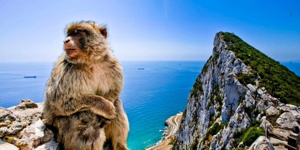 Гибралтарский магот