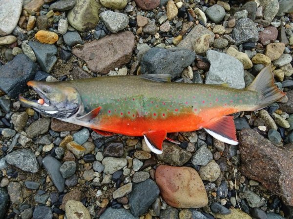 Рыбы Охотского моря