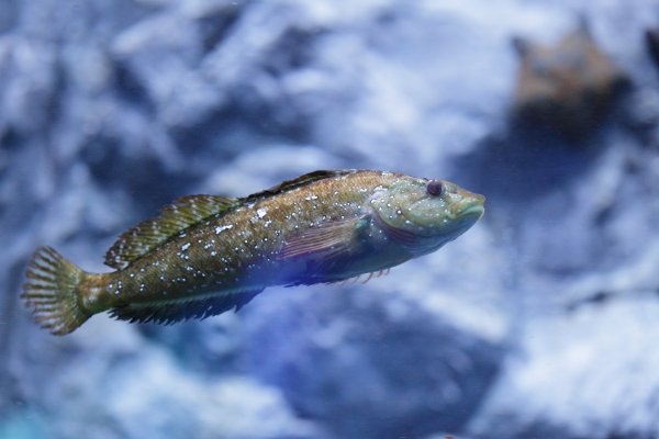 Морской окунь терпуг