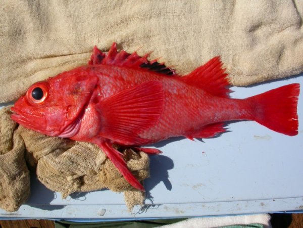 Рыбы Охотского моря