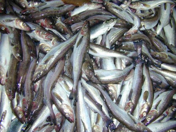 Минтай Охотского моря