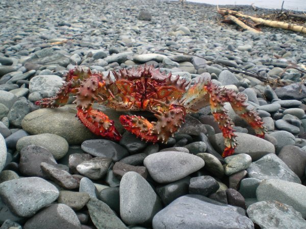 Охотское море морские Крабы