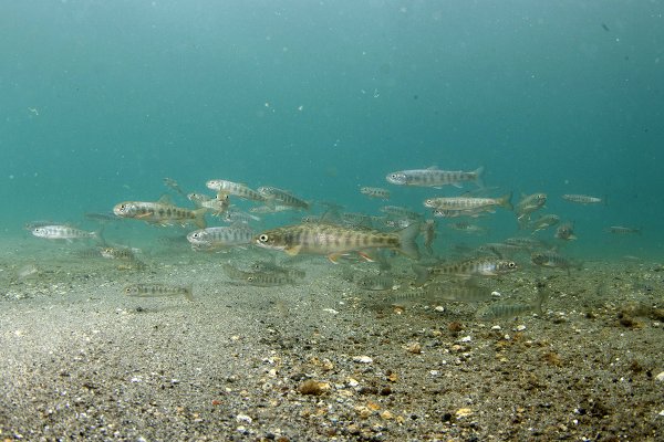 Ихтиофауна Охотского моря