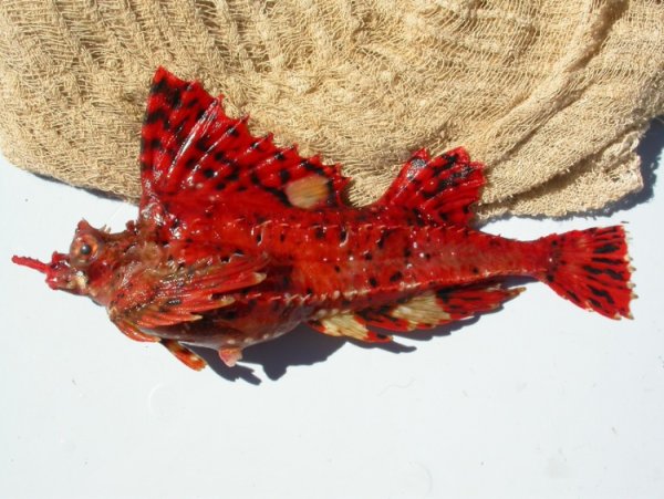 Рыбы Охотского моря