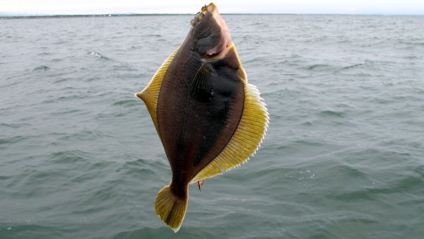 Камбала глосса в черном море