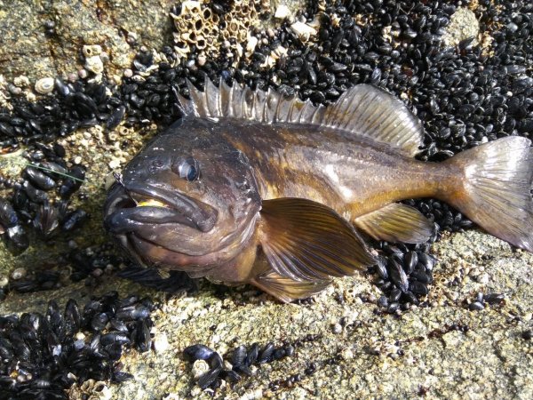 Морской широколобы окунь