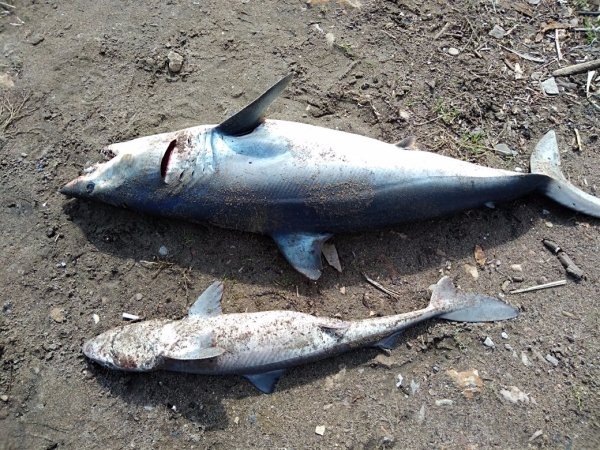 Сахалинская сельдевая акула