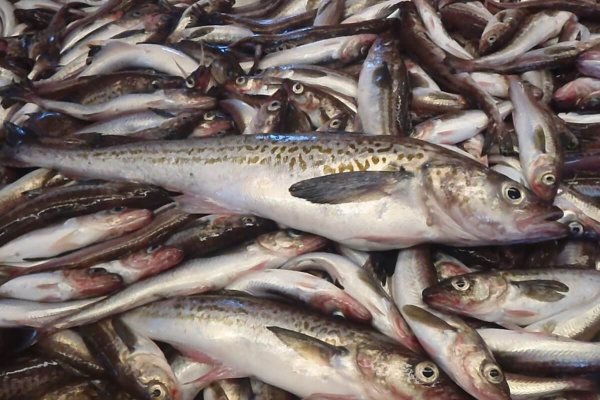 Аляскинский минтай