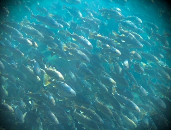 Сельдь Охотское море