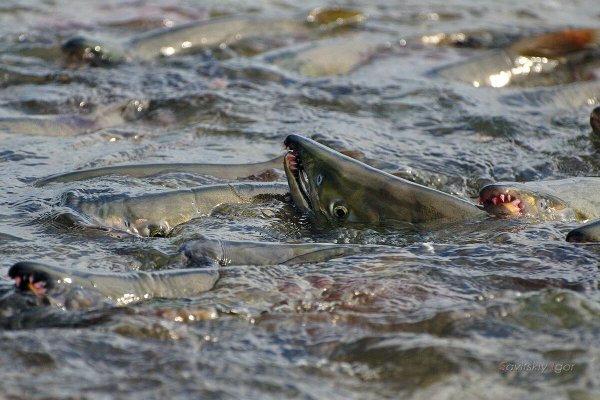 Охотское море лосось