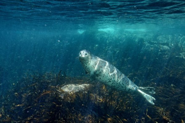 Дальневосточный морской заповедник тюлень Ларго