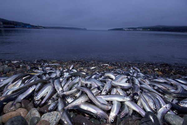 Мойва Охотское море