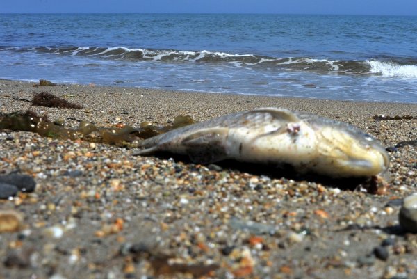 Рыба Охотского моря в Сахалине