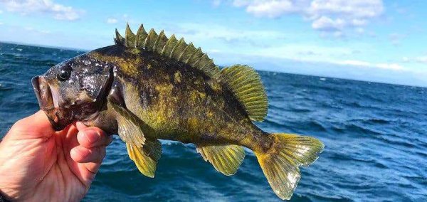 Морской окунь Сахалин