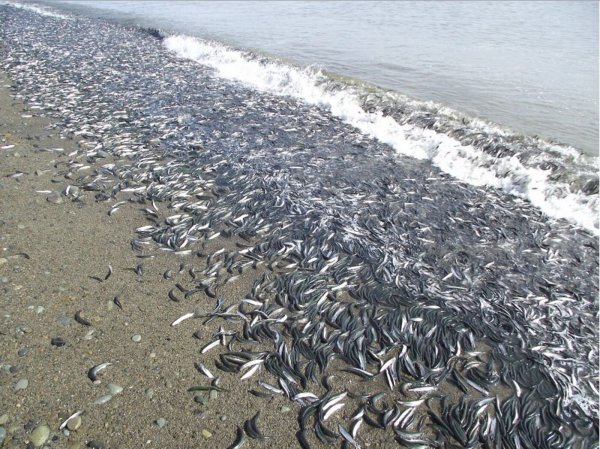 Сахалинская рыба уёк