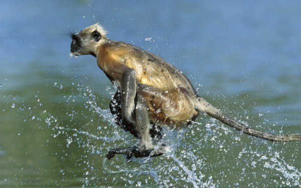 Мокрая мартышка