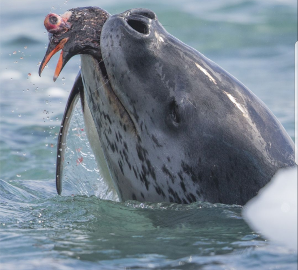 Морской леопард и тюлень