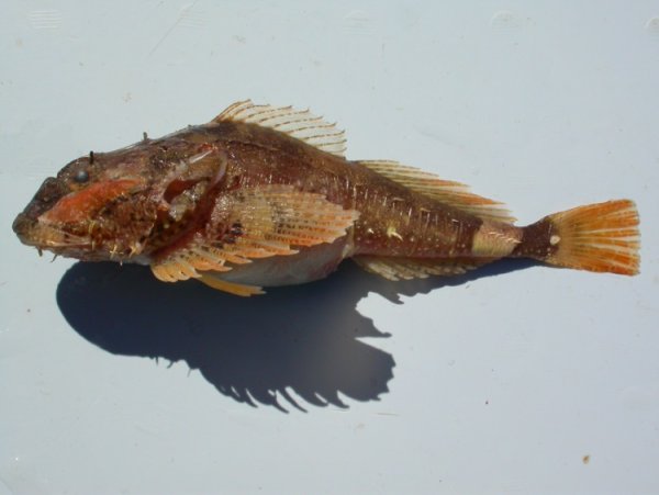 Рыба скорпена Охотское море