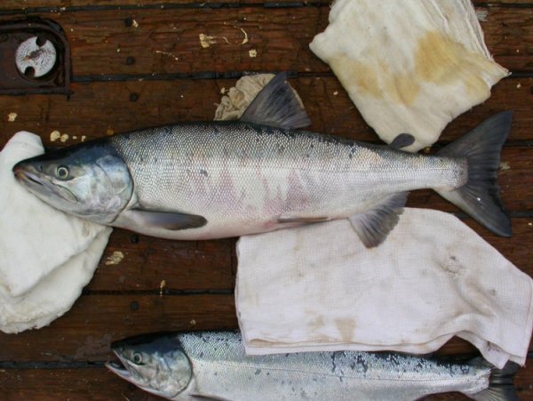 Рыбы Охотского моря