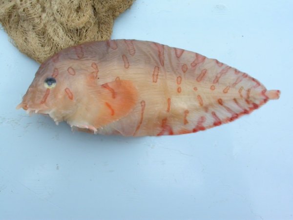 Рыбы Охотского моря