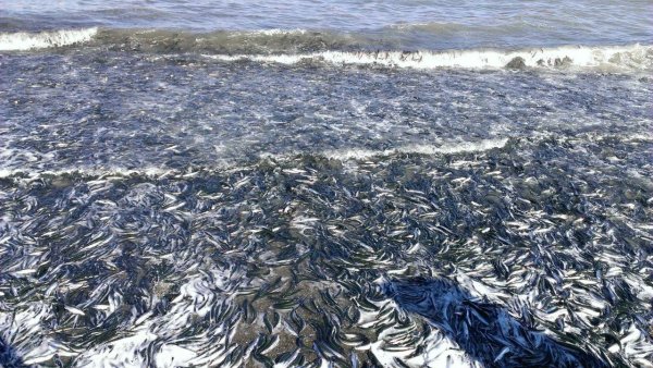 Уёк на Сахалине