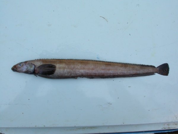 Морская рыба Охотского моря