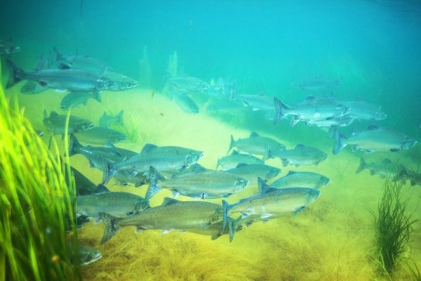 Фауна Охотского моря