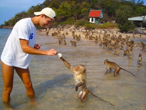 Остров обезьян в Тайланде