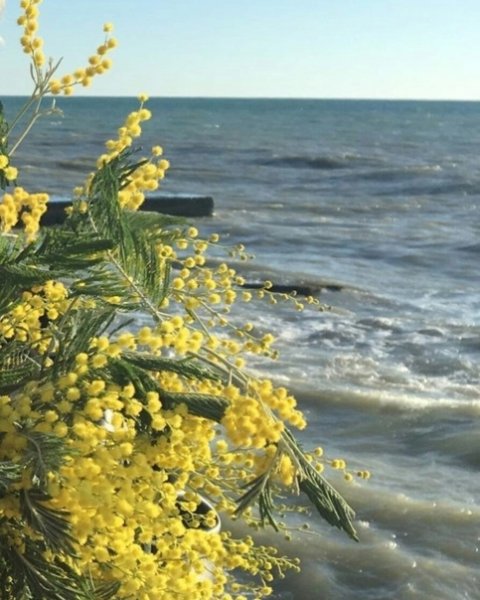 Мимоза в Сочи море
