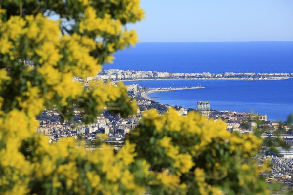Мимоза Вилламо