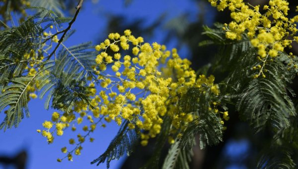 Acacia dealbata комнатная