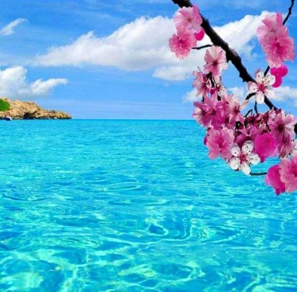 Сакура и море