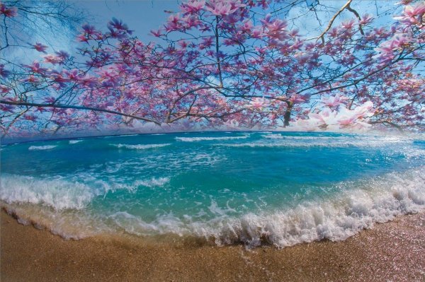 Сакура на берегу