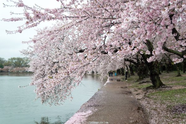 Цветущая Сакура Раевка