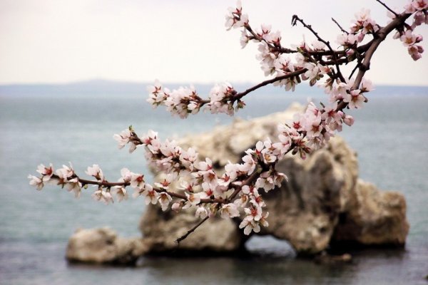 Цветущий миндаль в Крыму