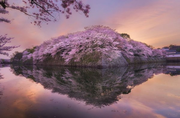 Красивая Сакура закат