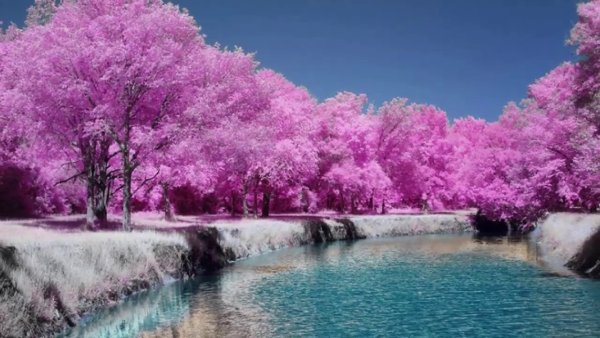 Цветущее дерево у воды