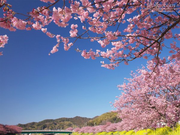 Сакура сидарезакура