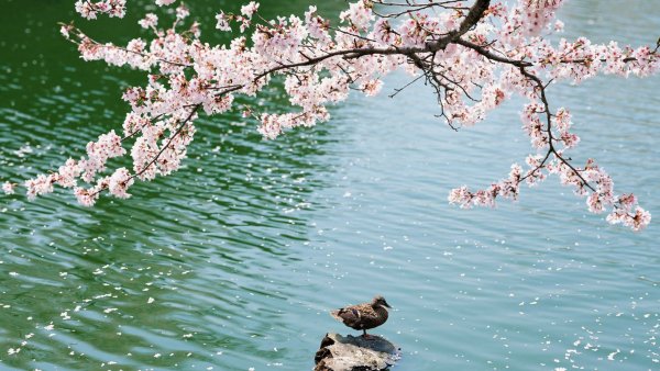 Сакура обои