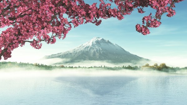 Сакура Геншин фон