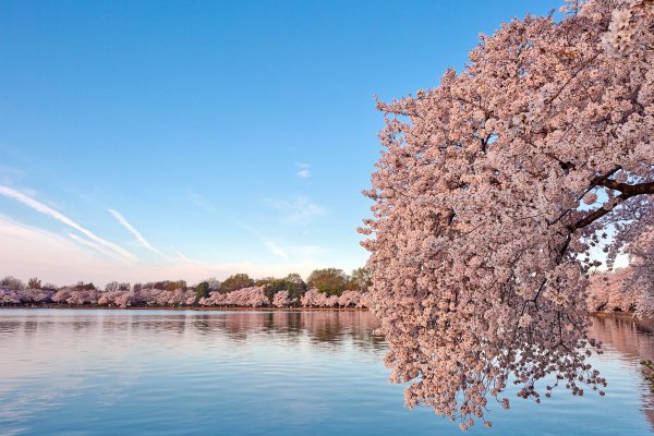 Сакура дерево