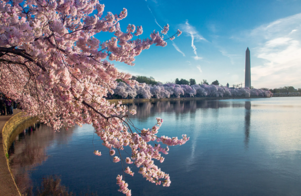 Сакура блоссом