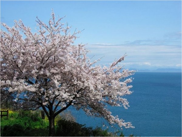 Ветка Сакуры над водой