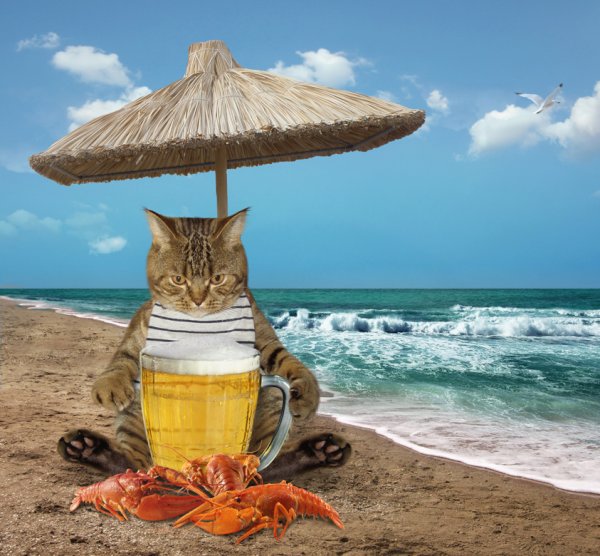 Кот на море