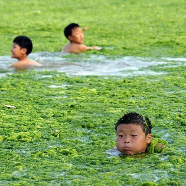 Желтое море цветение водорослей