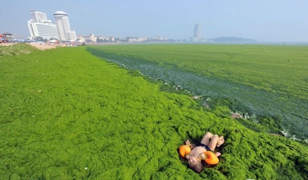 Водоросли Китай