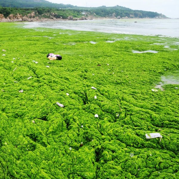 Желтое море цветение водорослей